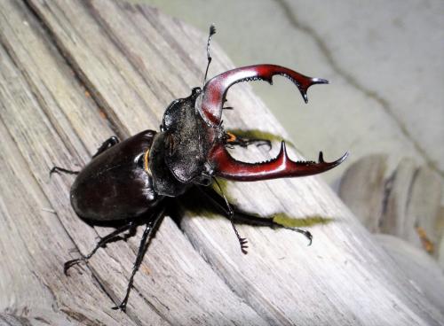 Réf. 284 588 : Lucanus cervus